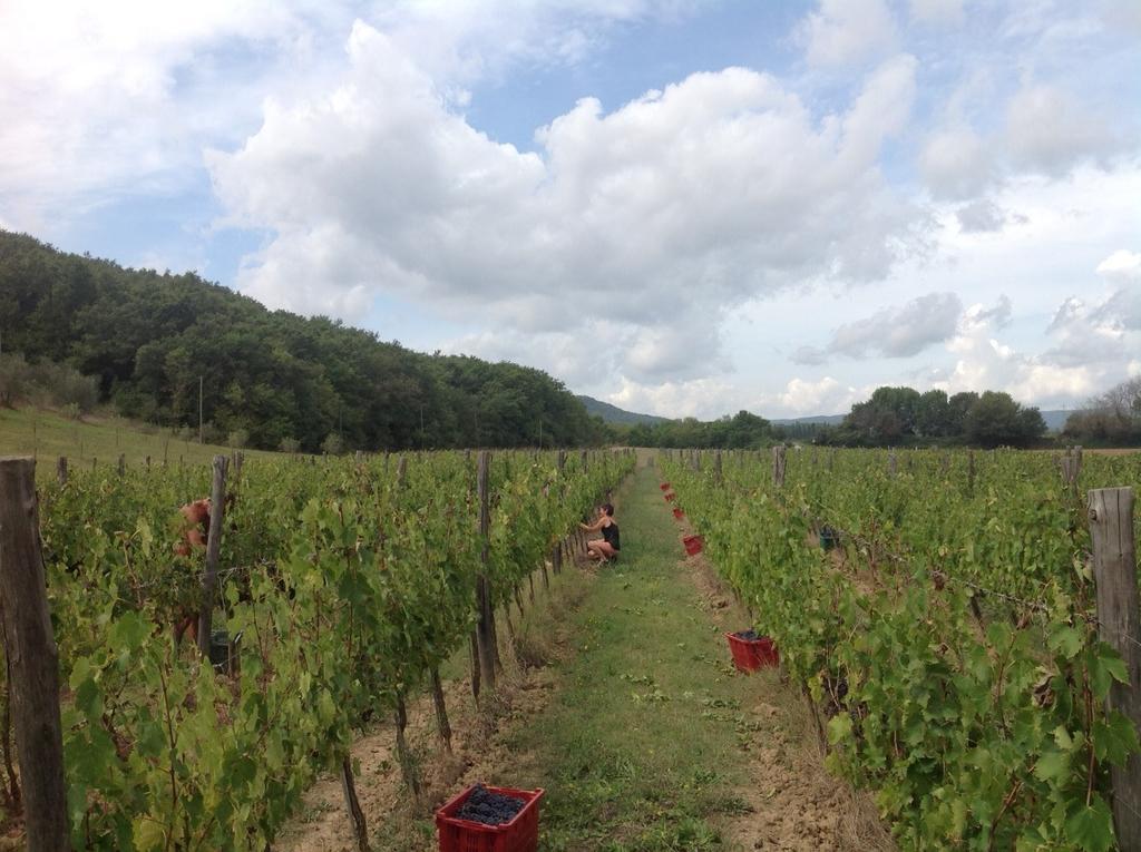 Agriturismo Podere Mulinaccio Ribolla Luaran gambar